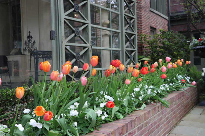 Tulips in Monroe-West Monroe
