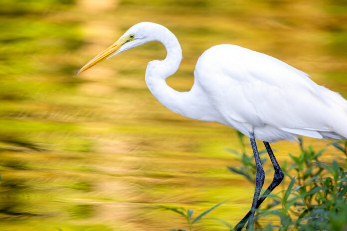 Natural Beauty Travel the Wondrous Waterways of Louisiana’s Cajun Coast